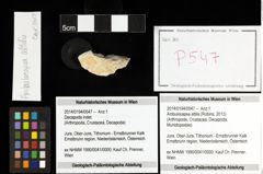 Foto (Objekt + Etiketten) von Ambulocapsa altilis (Robins, 2013) 